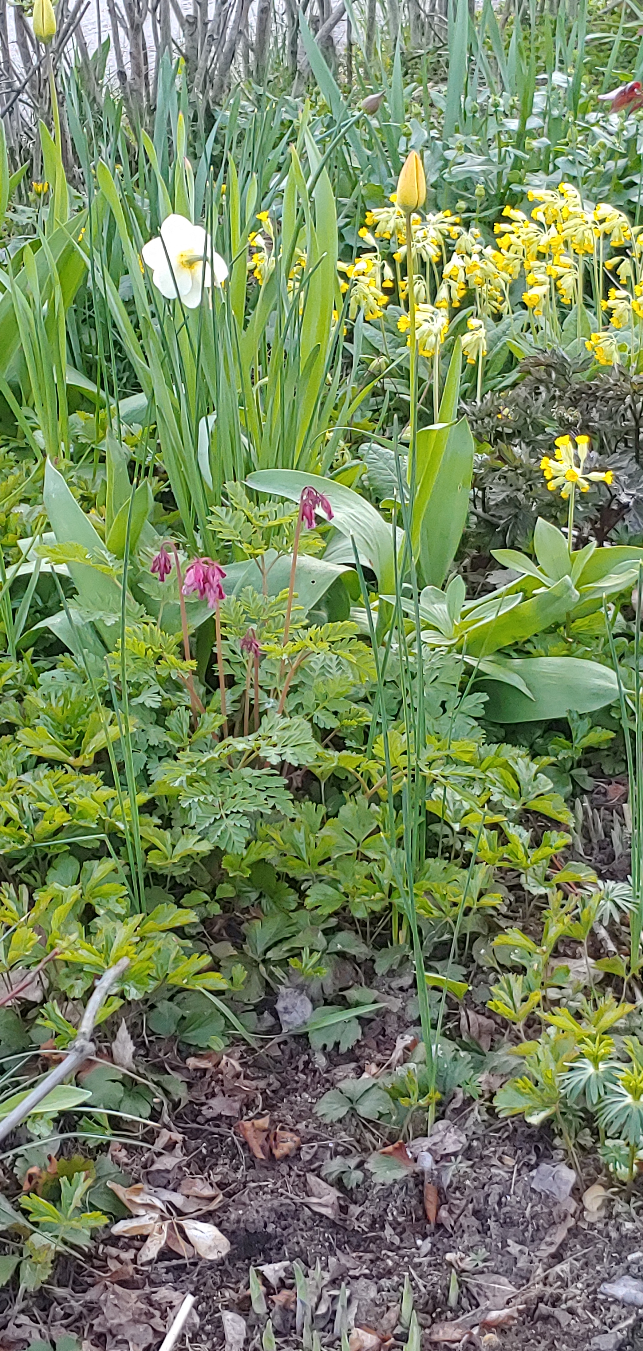 Keväistä kukkapenkkiä