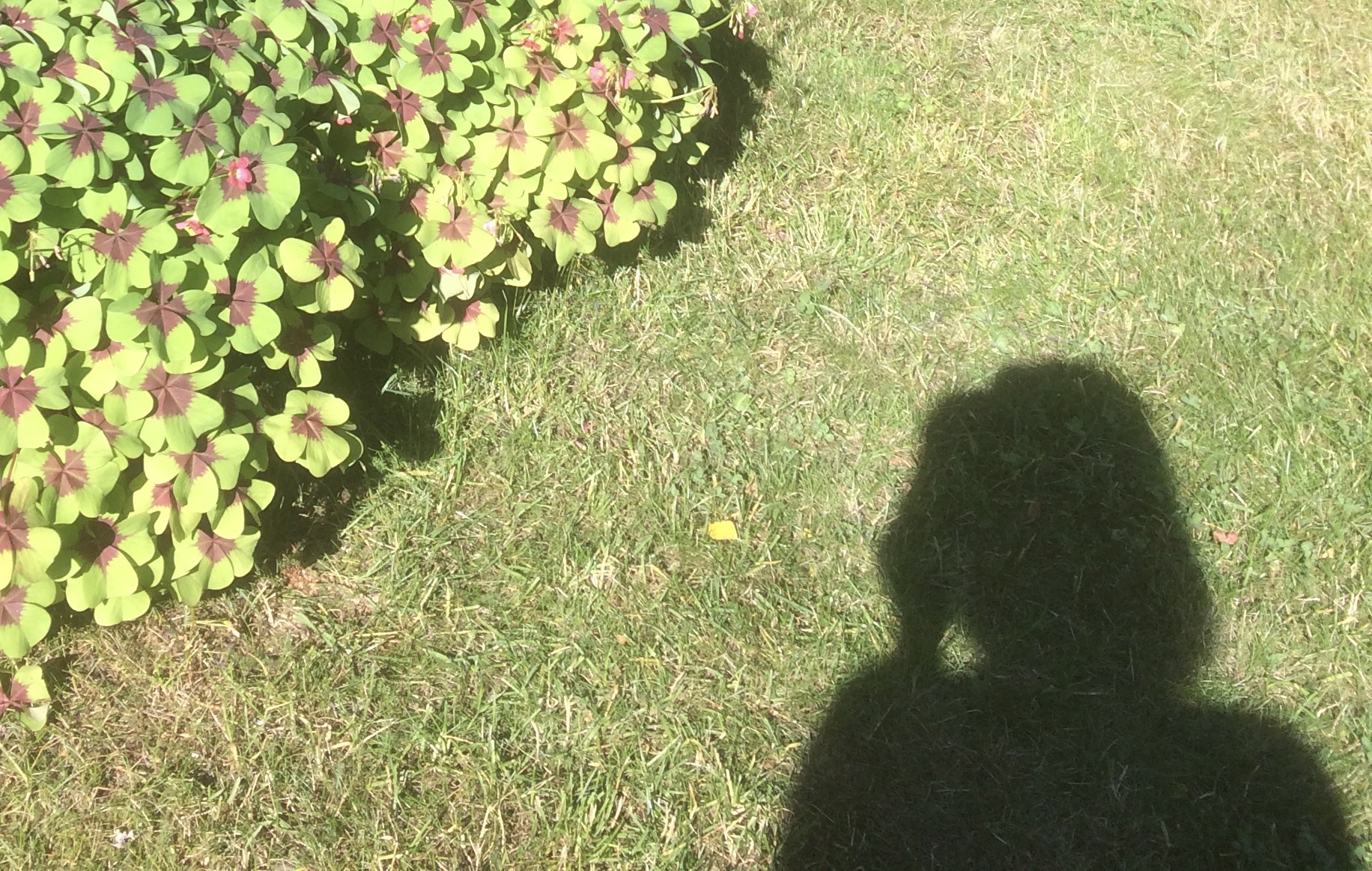 Kuva, jossa näkyy kuvaajan varjo