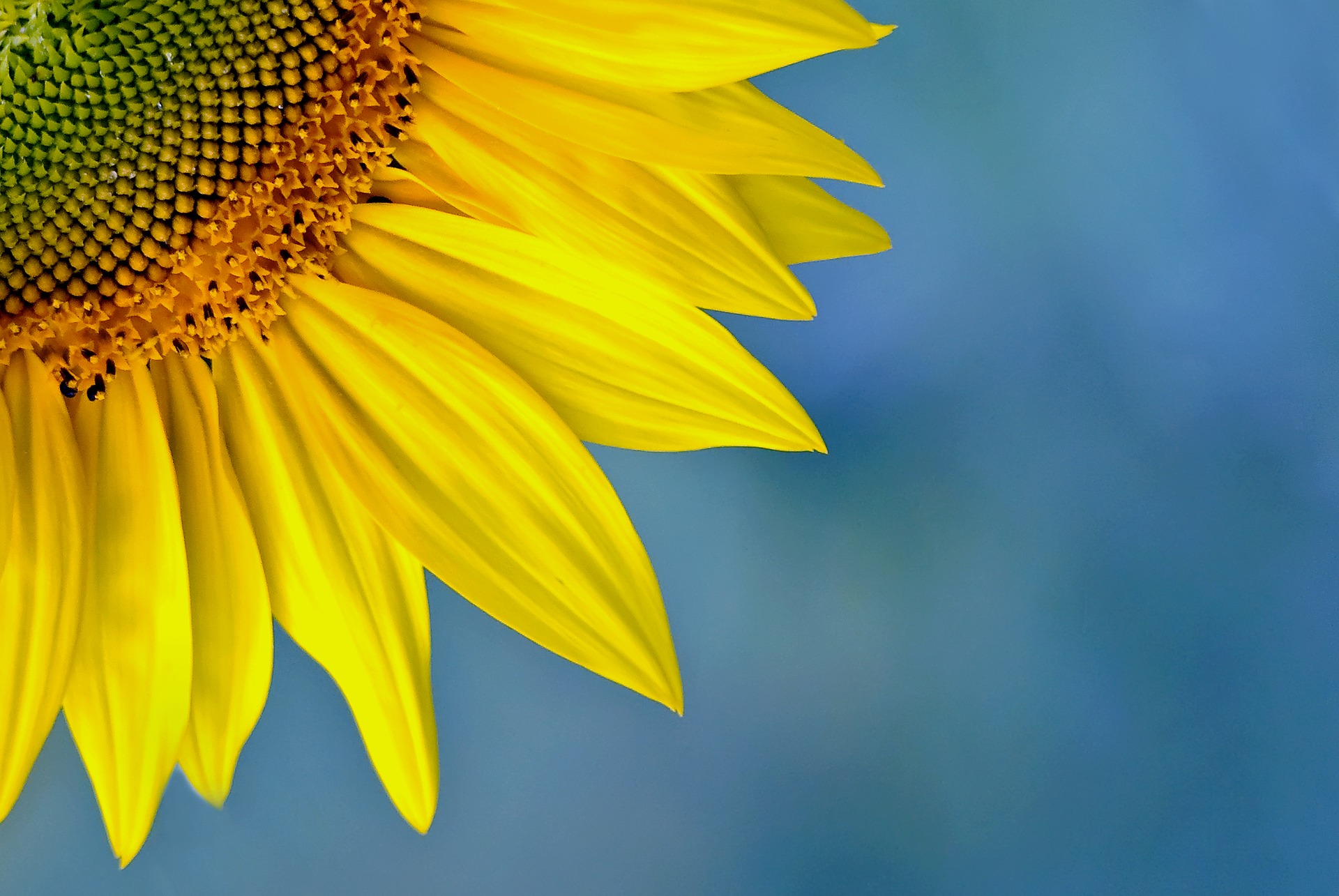 Auringonkukka ja sininen taivas.